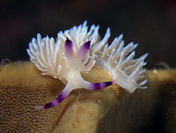 Pteraeolidia ianthina, juvenile phase by Doug Anderson 